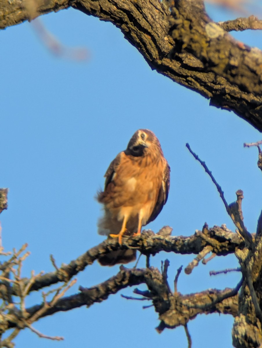 Northern Harrier - ML645674841