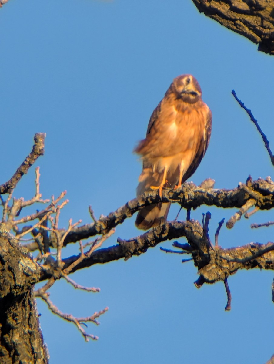 Northern Harrier - ML645674842