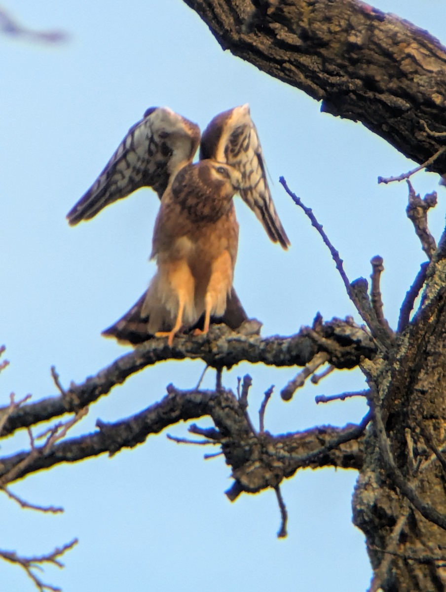 Northern Harrier - ML645674843