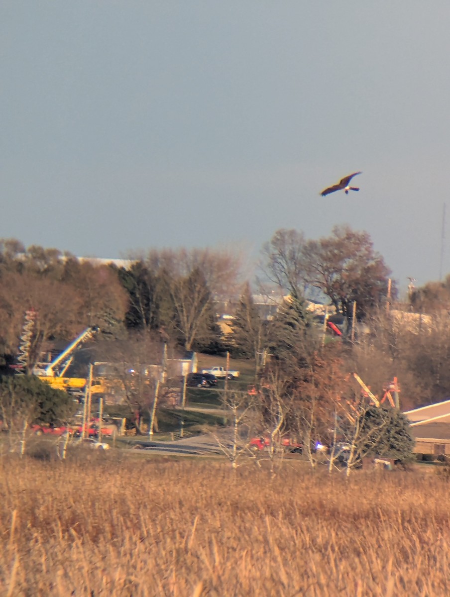 Northern Harrier - ML645674844