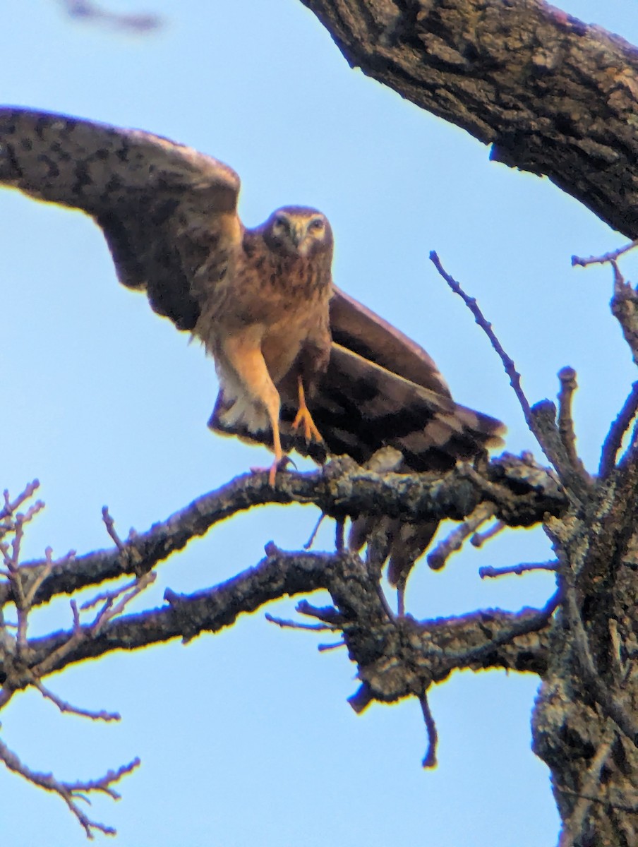 Northern Harrier - ML645674845