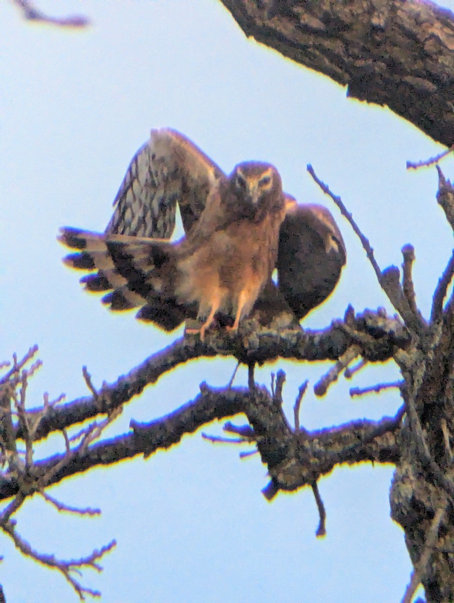 Northern Harrier - ML645674846