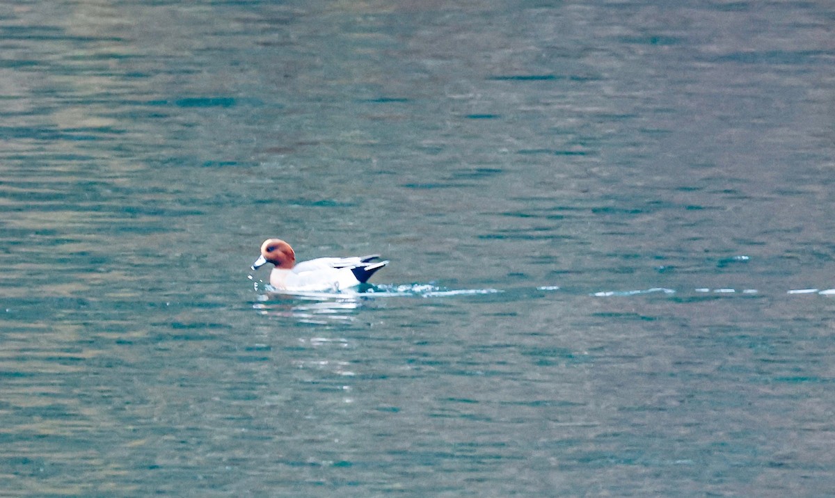Eurasian Wigeon - ML645674848