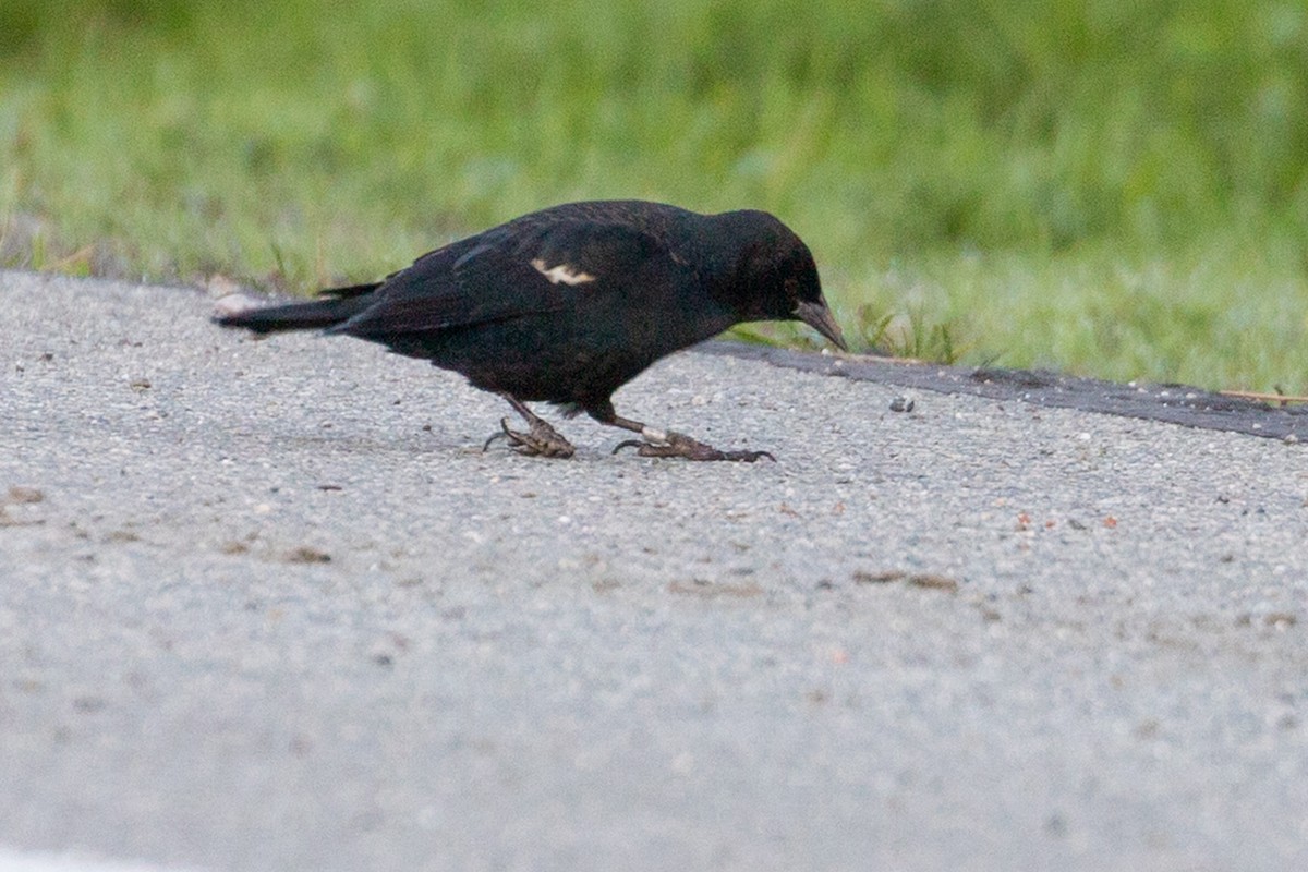 Tricolored Blackbird - ML645674849