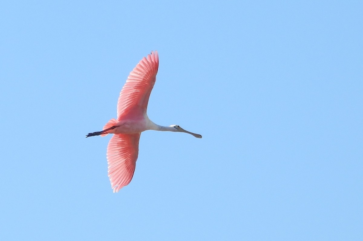 Roseate Spoonbill - ML645674859
