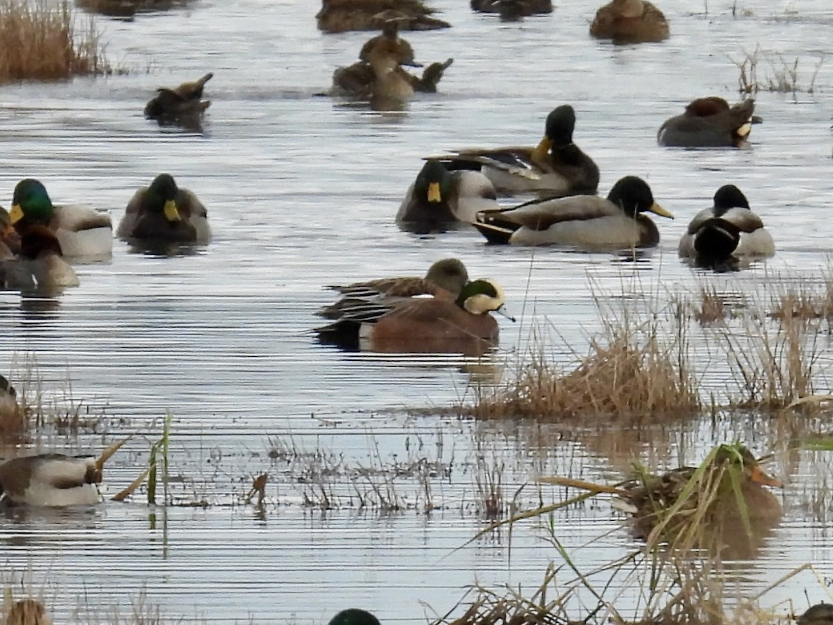 American Wigeon - ML645674860