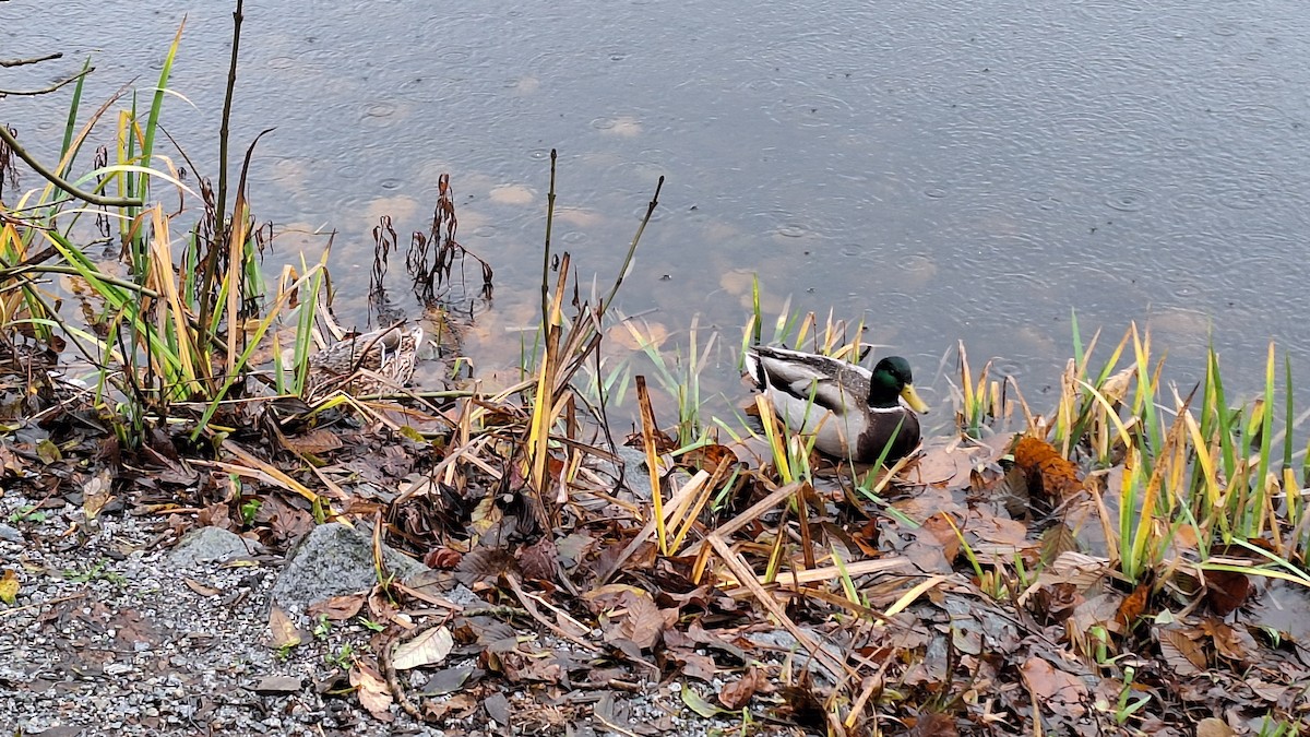 Mallard - ML645674861