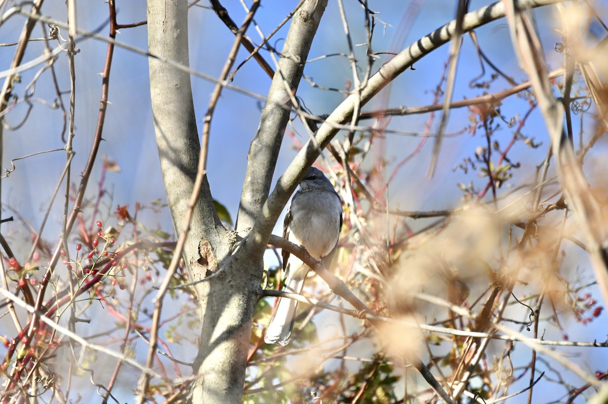 Northern Mockingbird - ML645674862