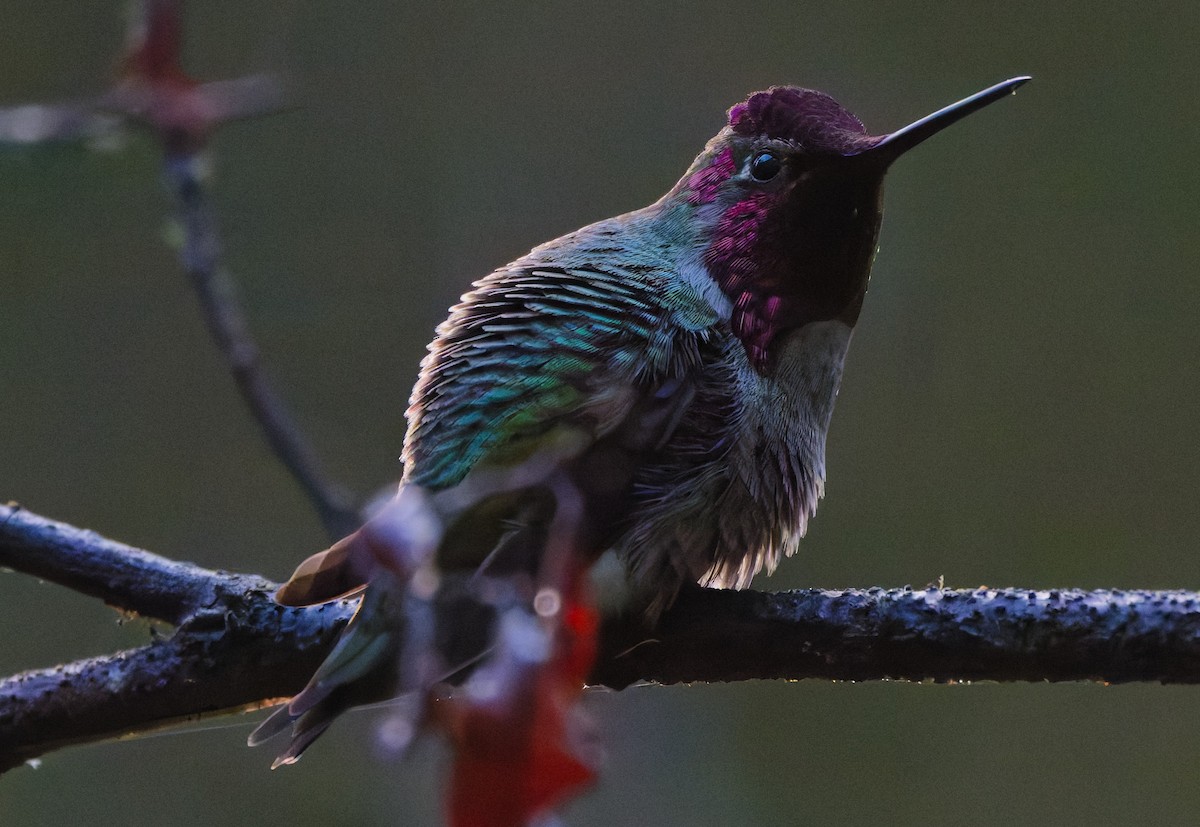 Anna's Hummingbird - ML645674863