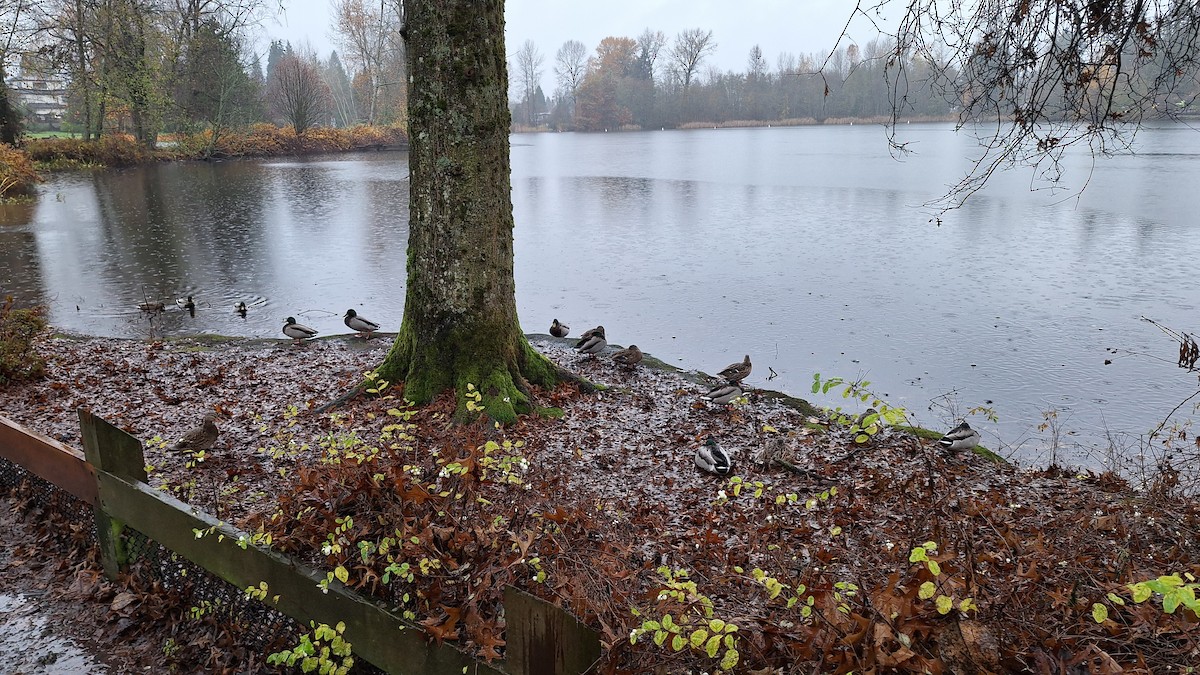 Mallard - ML645674864