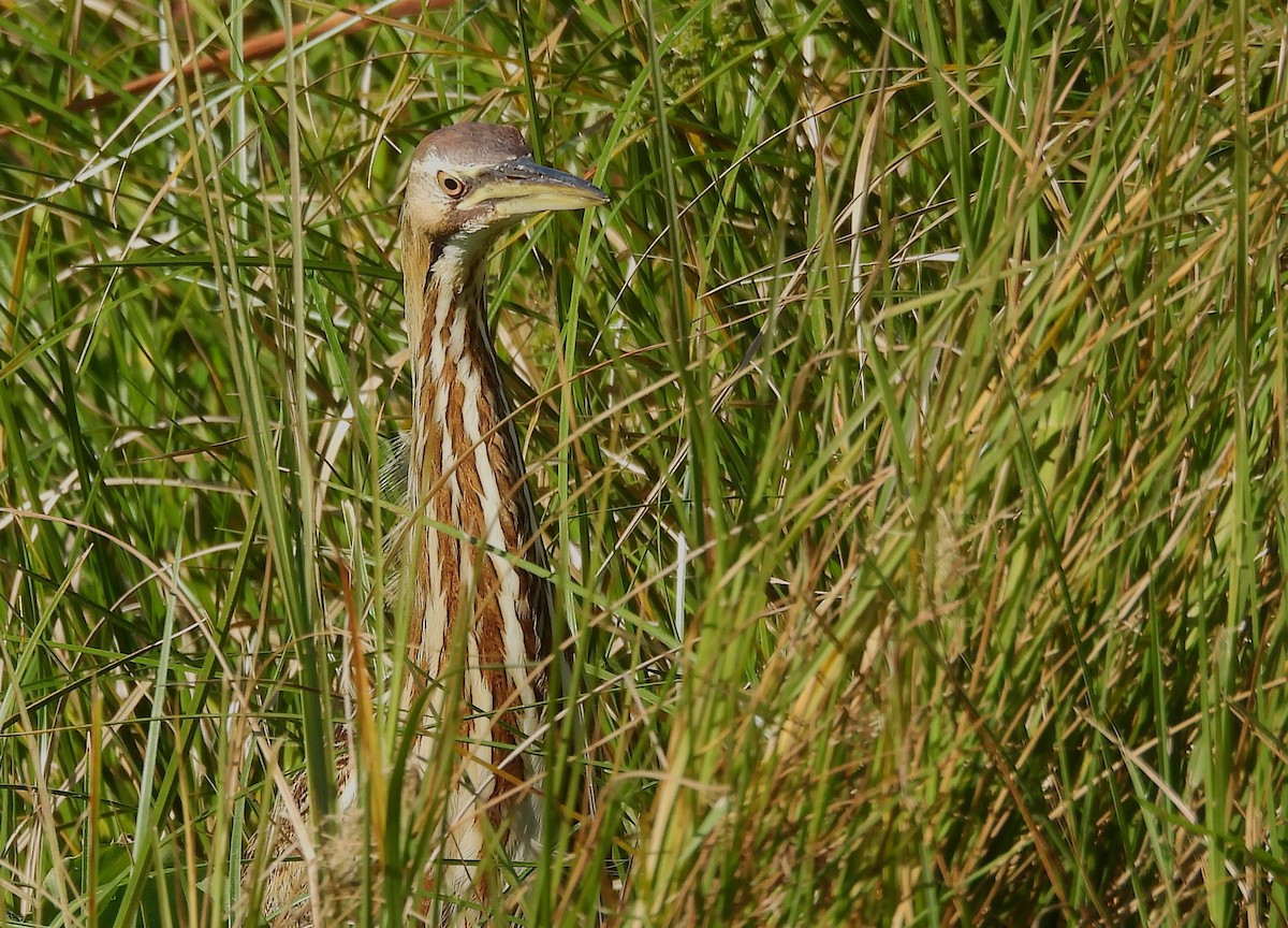 American Bittern - ML645674865