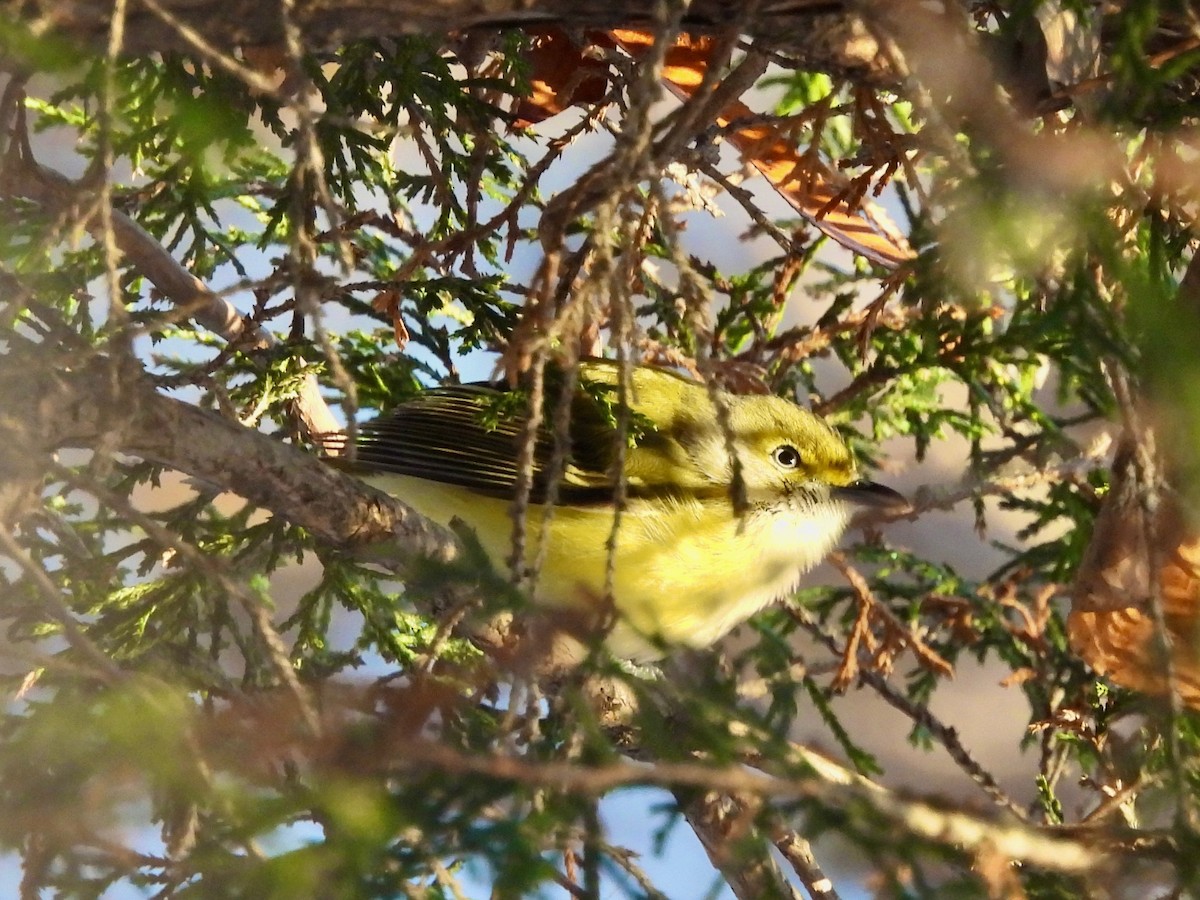 White-eyed Vireo - ML645674866