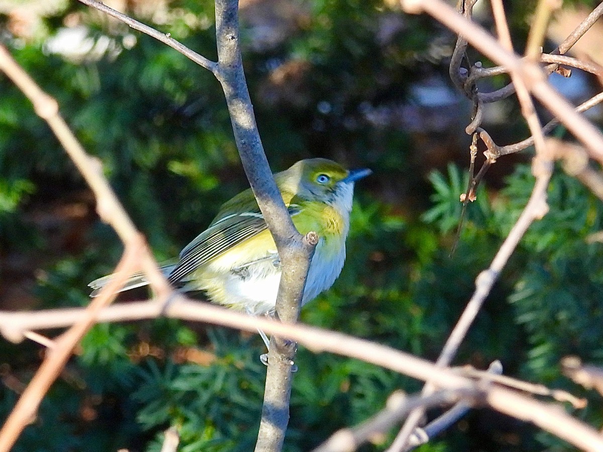 White-eyed Vireo - ML645674867