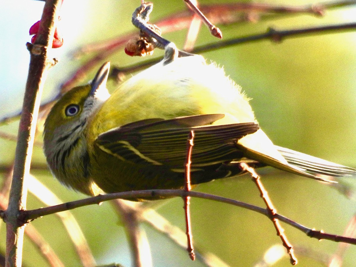 White-eyed Vireo - ML645674868