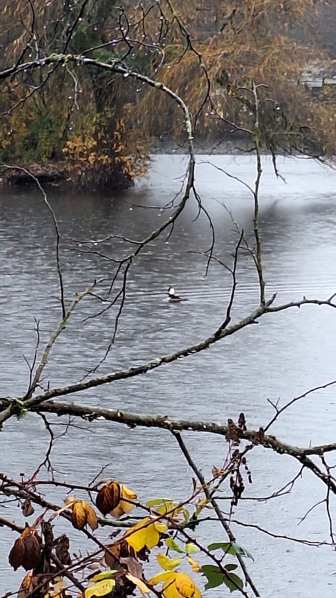 Hooded Merganser - ML645674869