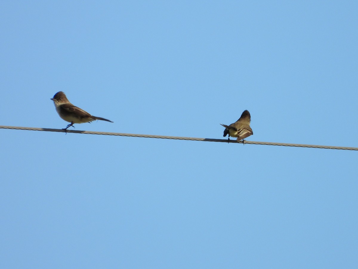 Eastern Phoebe - ML645674870
