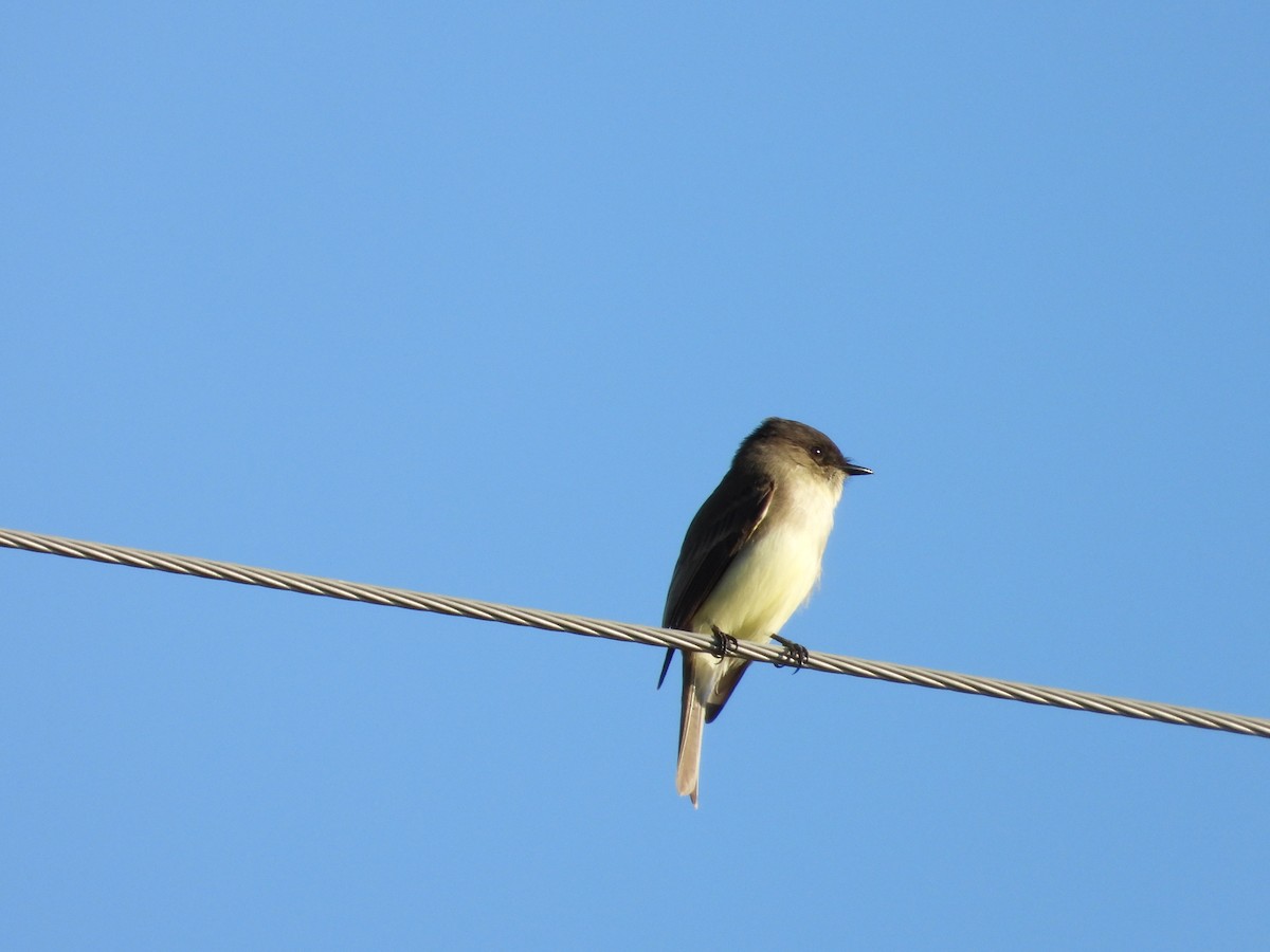 Eastern Phoebe - ML645674871