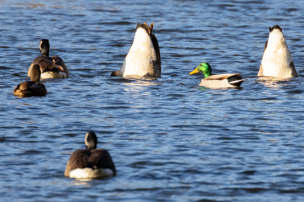 Canada Goose - ML645674872
