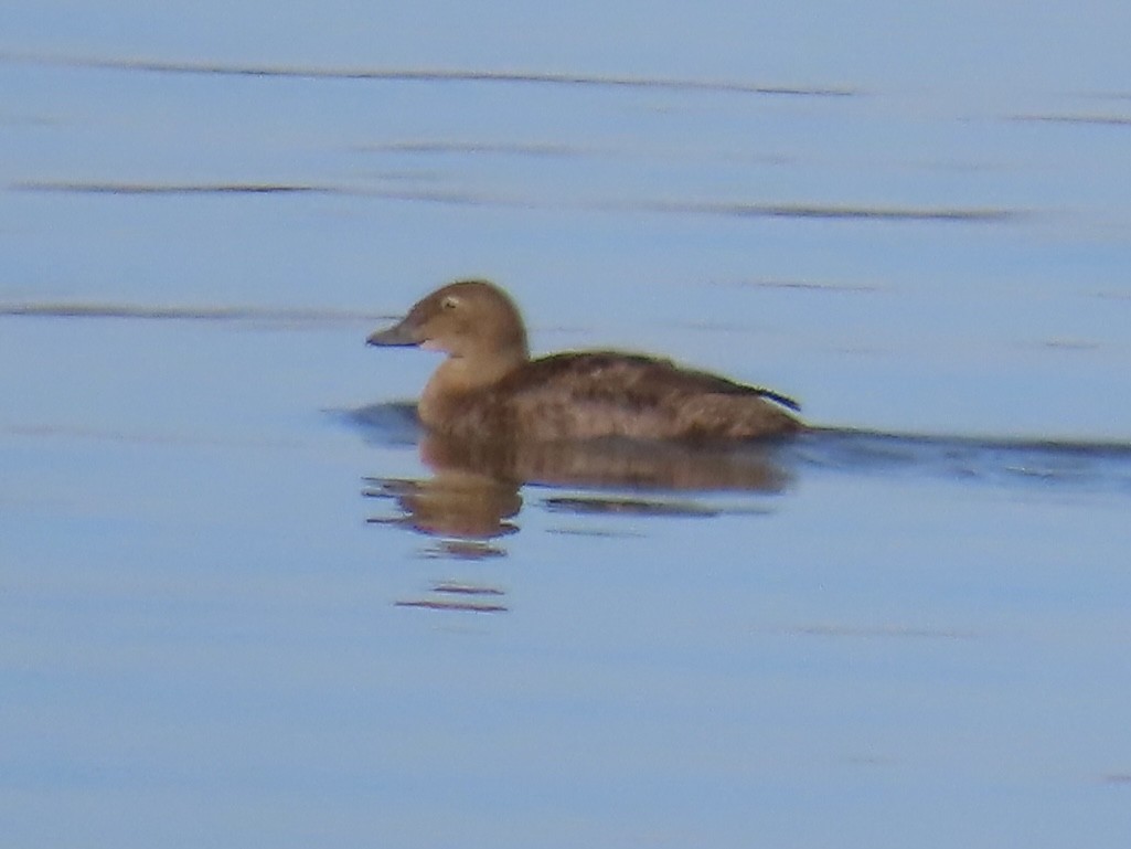 kajka královská - ML645674874