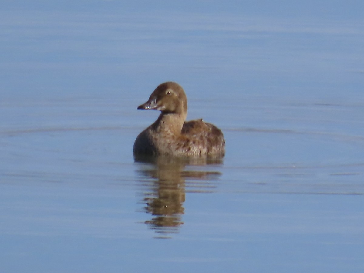 kajka královská - ML645674875