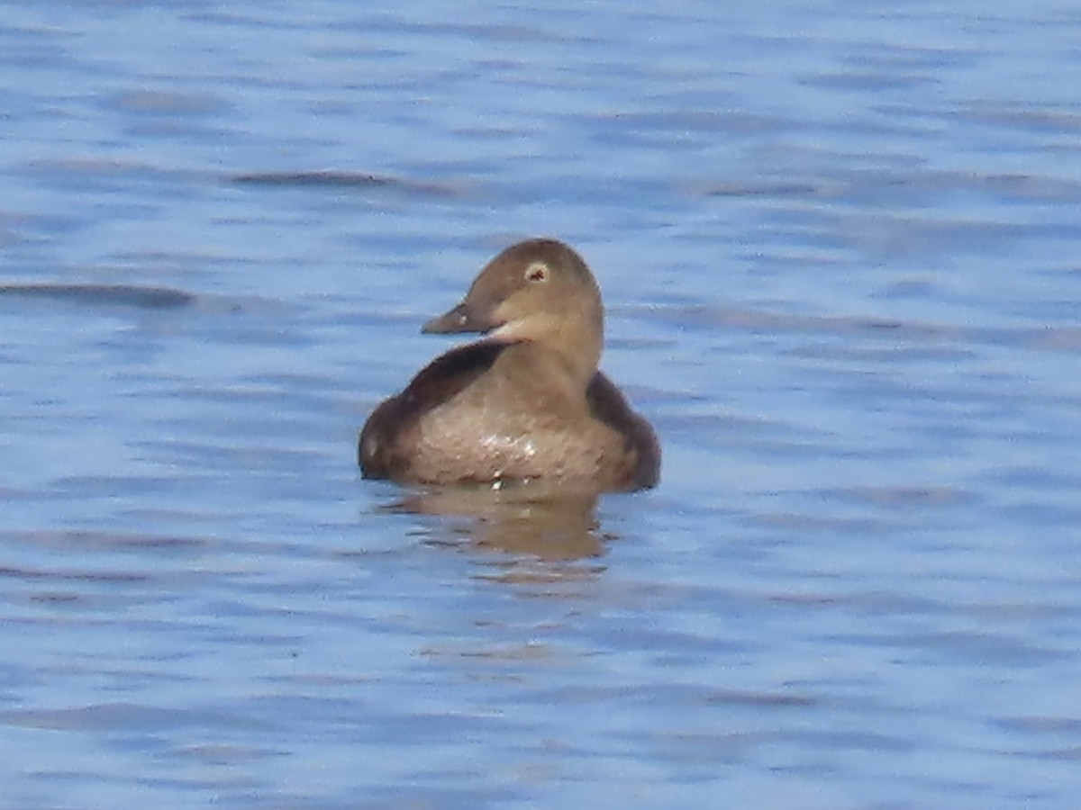 kajka královská - ML645674876