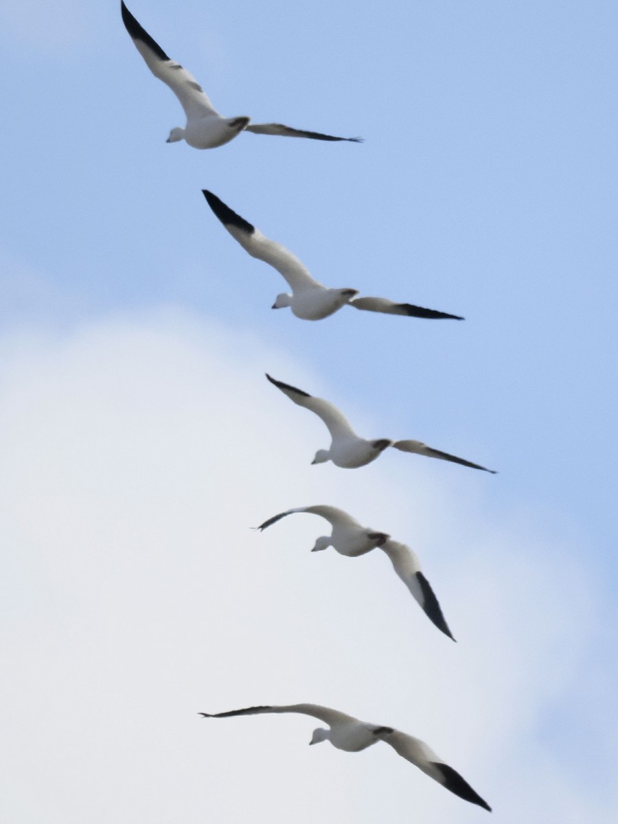 Snow Goose - ML645674878