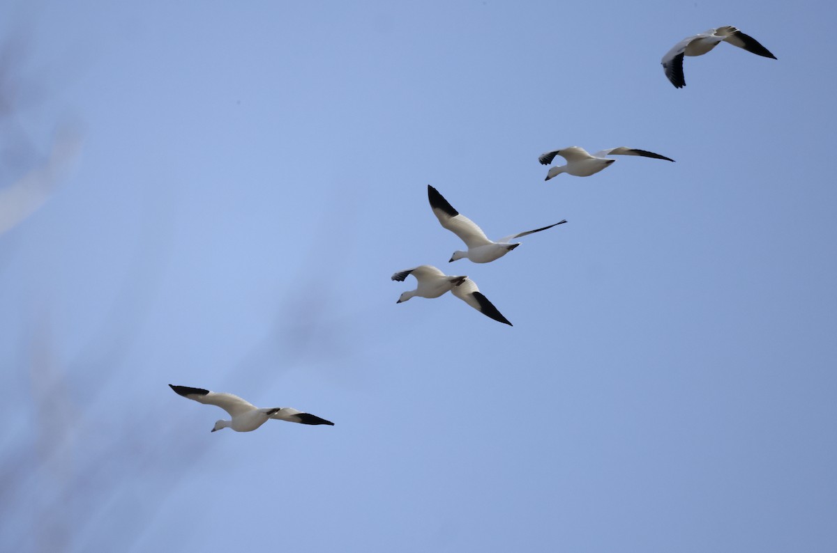 Snow Goose - ML645674879