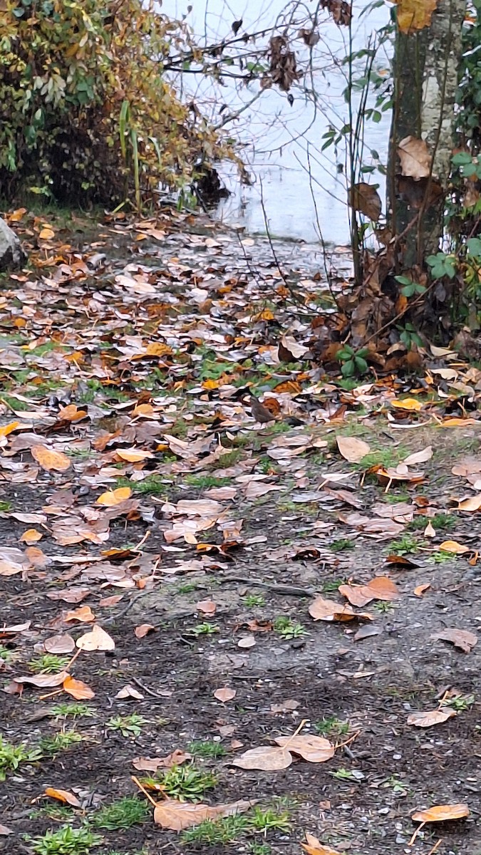 Song Sparrow - ML645674880