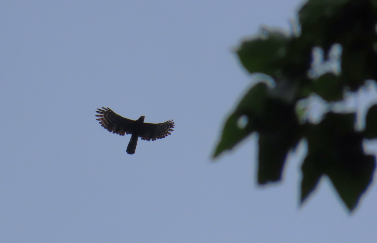 Black Hawk-Eagle - ML645674881