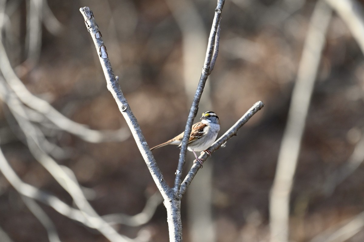 White-throated Sparrow - ML645674883