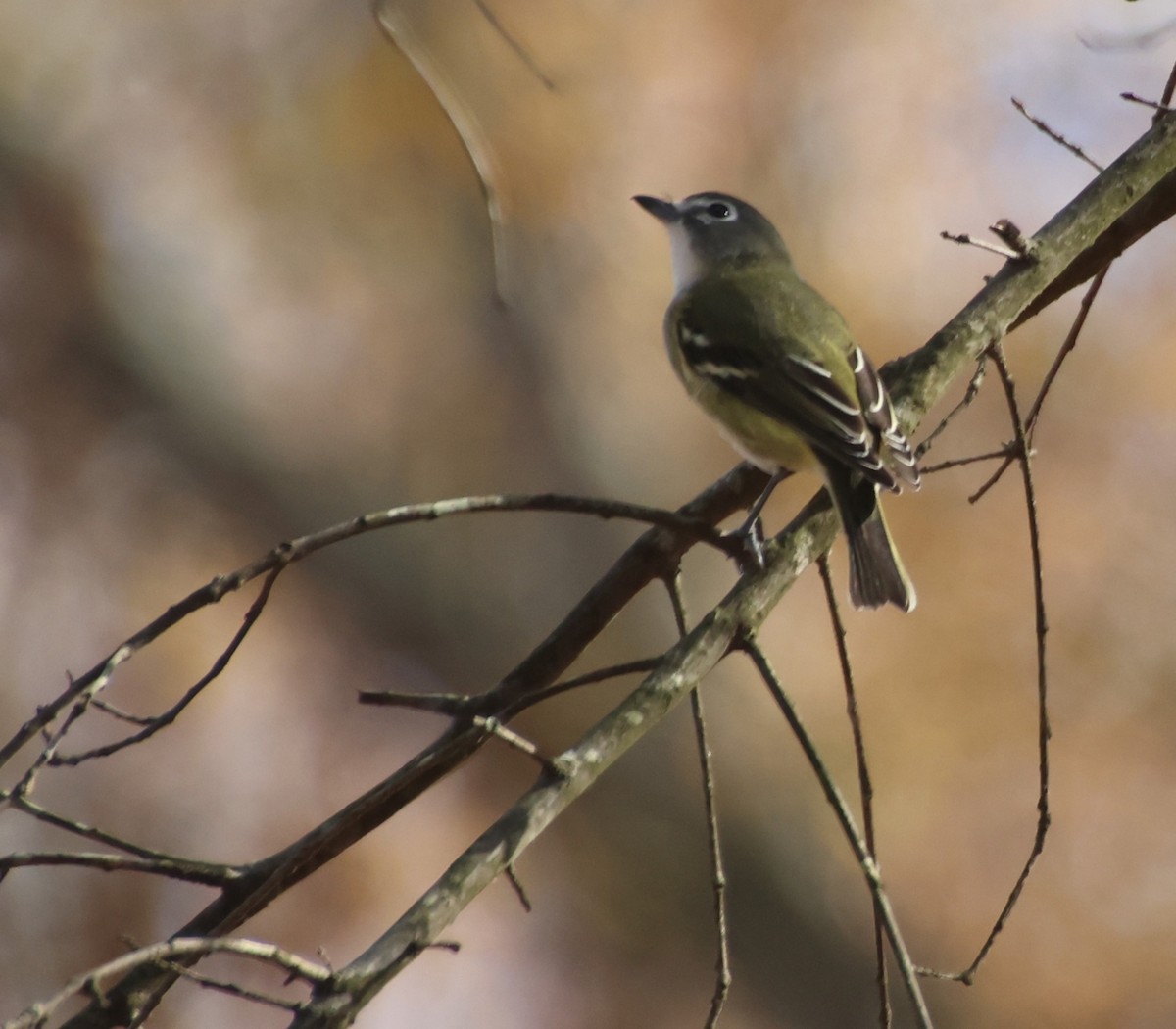 Blue-headed Vireo - ML645674886
