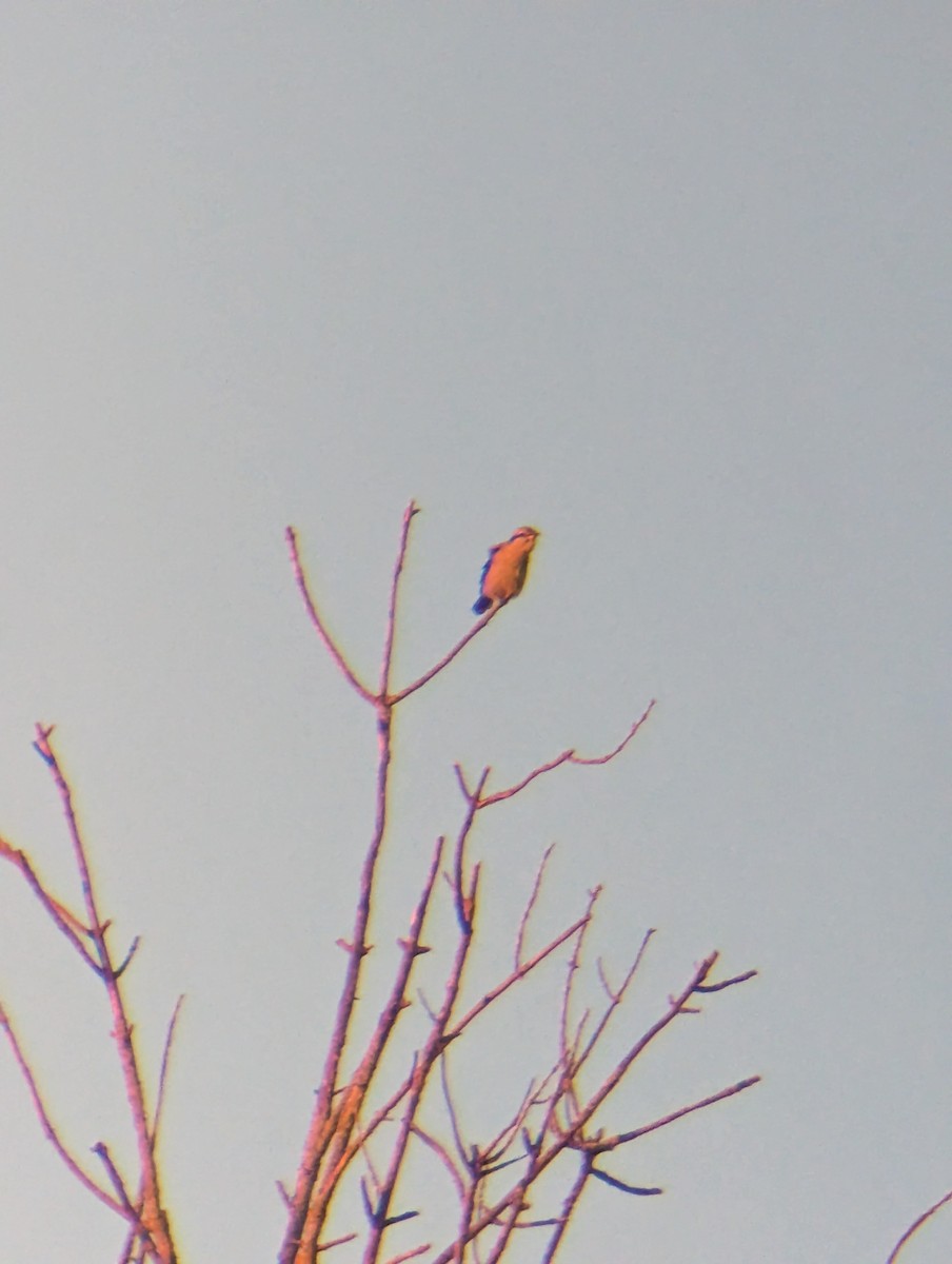 ťuhýk severní - ML645674892