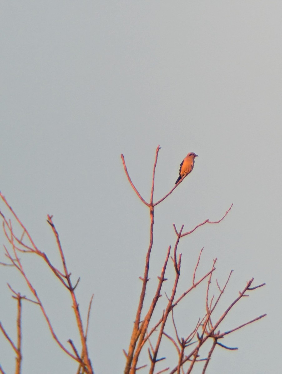 ťuhýk severní - ML645674893