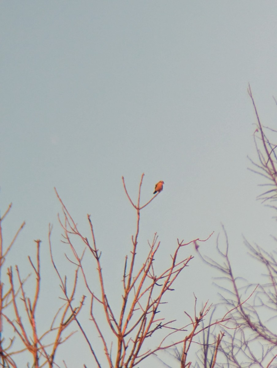 ťuhýk severní - ML645674894