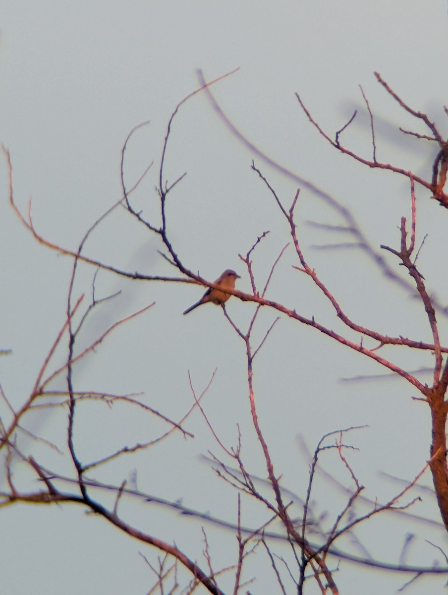 ťuhýk severní - ML645674895