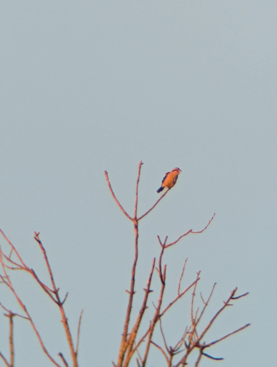 ťuhýk severní - ML645674896