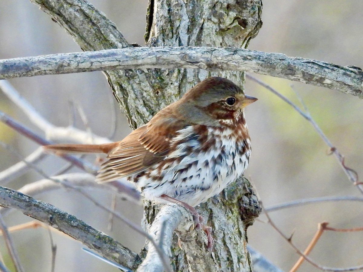 Fox Sparrow - ML645674901