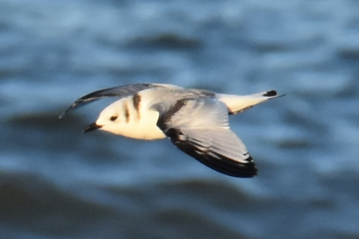 Black-legged Kittiwake - ML645674903