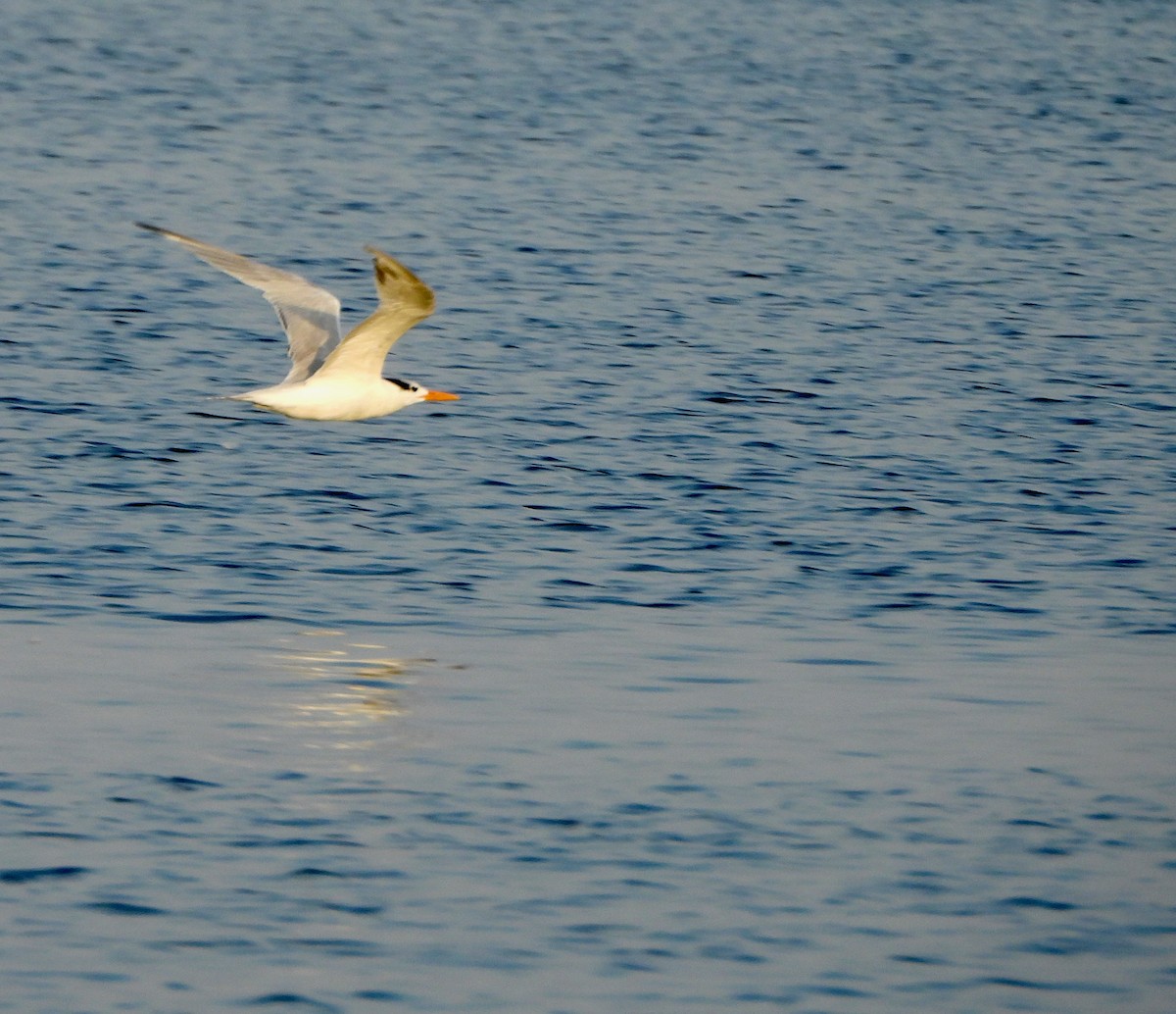 Forster's Tern - ML645674910