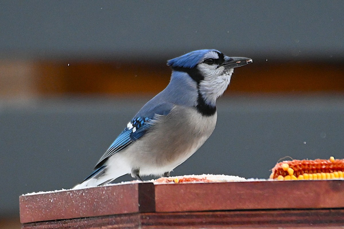 Blue Jay - ML645674911