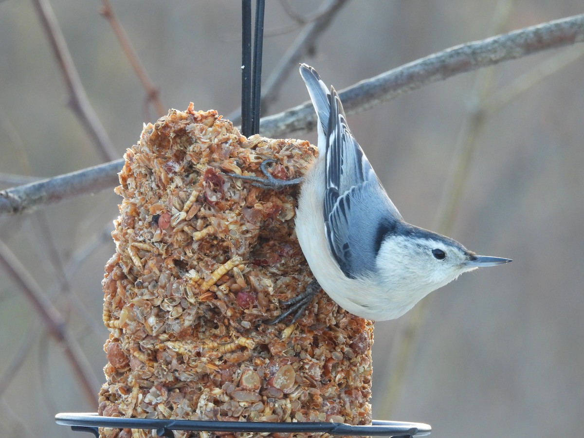 White-breasted Nuthatch - ML645674922