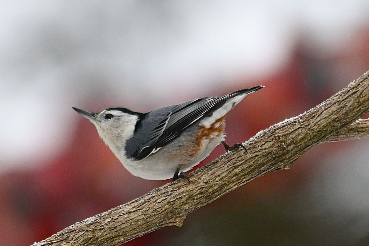 White-breasted Nuthatch - ML645674931