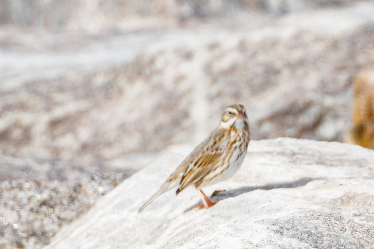 Savannah Sparrow (Ipswich) - ML645674932