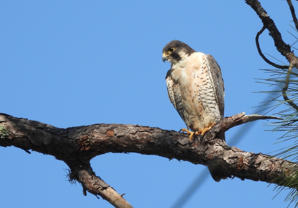 Peregrine Falcon - ML645674942