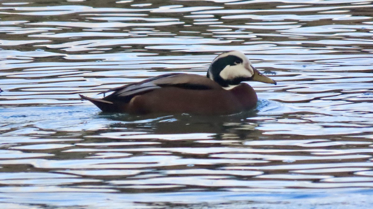 Mallard x Common Eider (hybrid) - ML645674951
