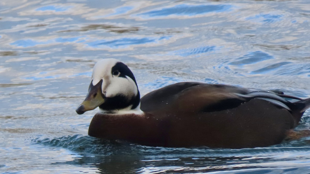 Mallard x Common Eider (hybrid) - ML645674952