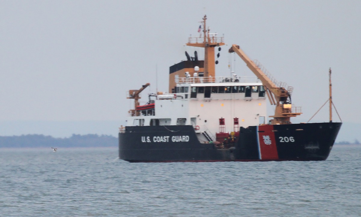 Sabine's Gull - ML645674955