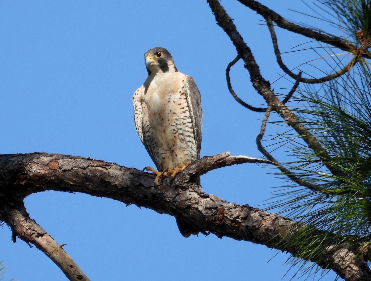 Peregrine Falcon - ML645674957