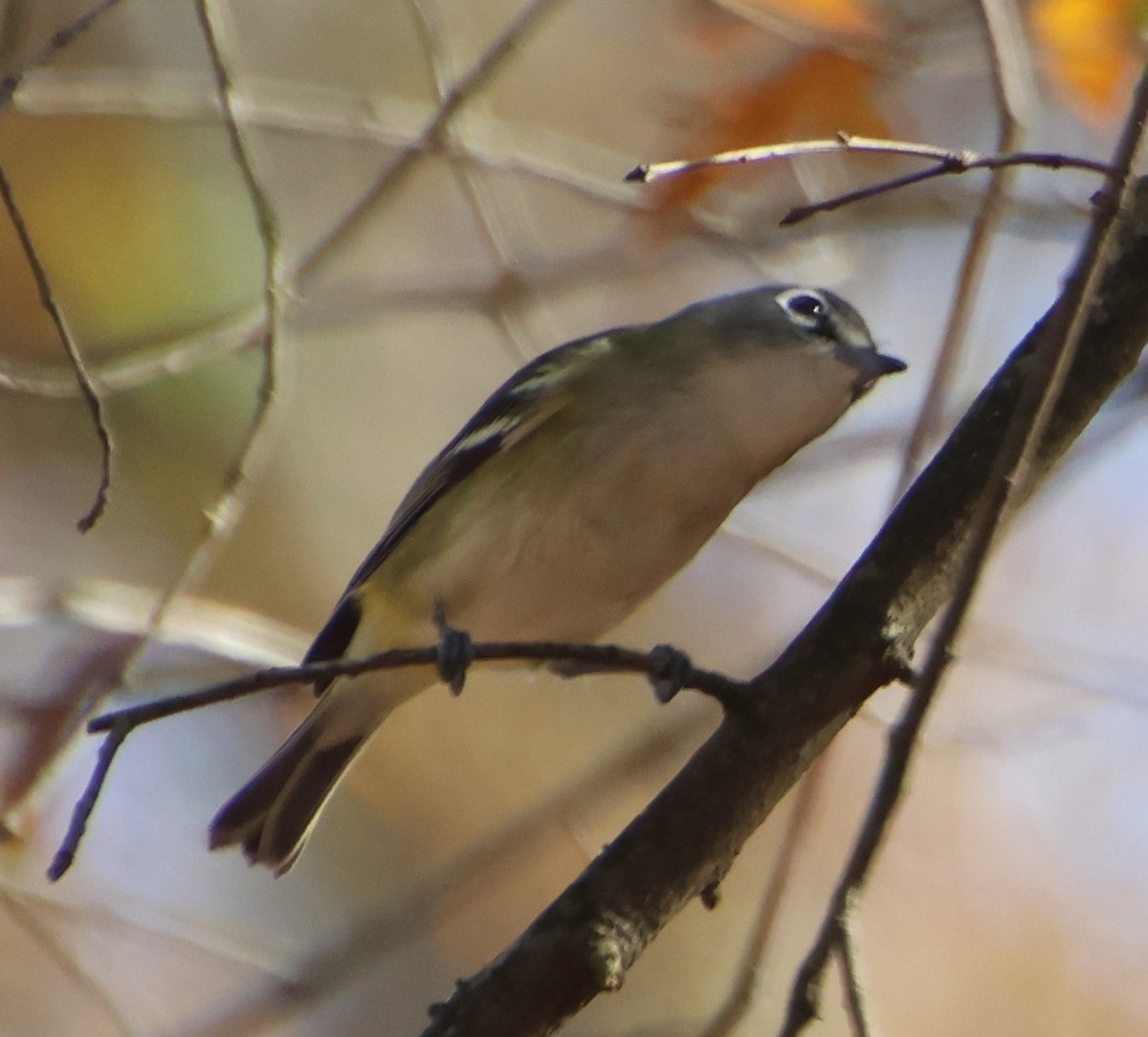 Blue-headed Vireo - ML645674968