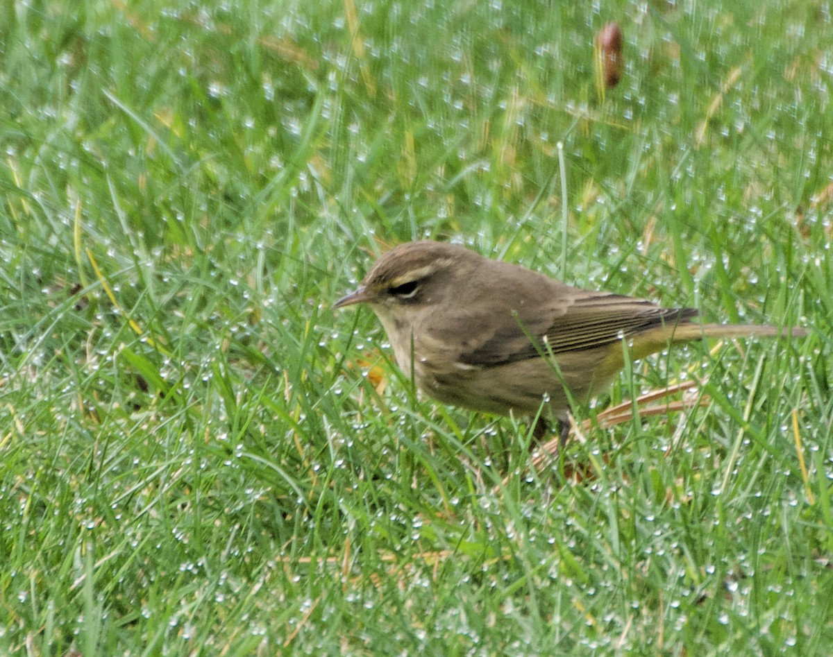 Palm Warbler (Western) - ML645674977